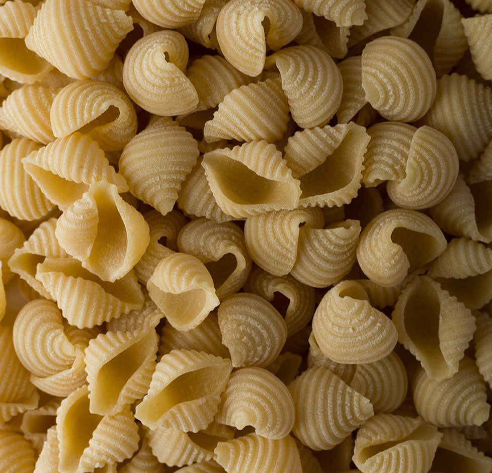 Conchiglie